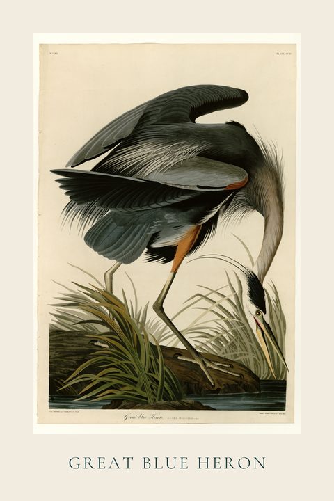Great Blue Heron