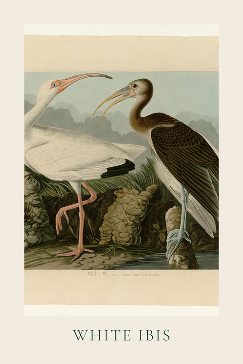White Ibis