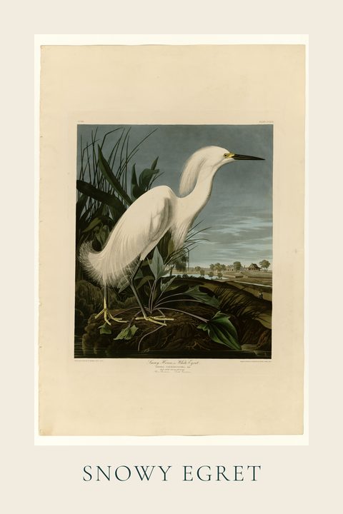 Snowy Egret