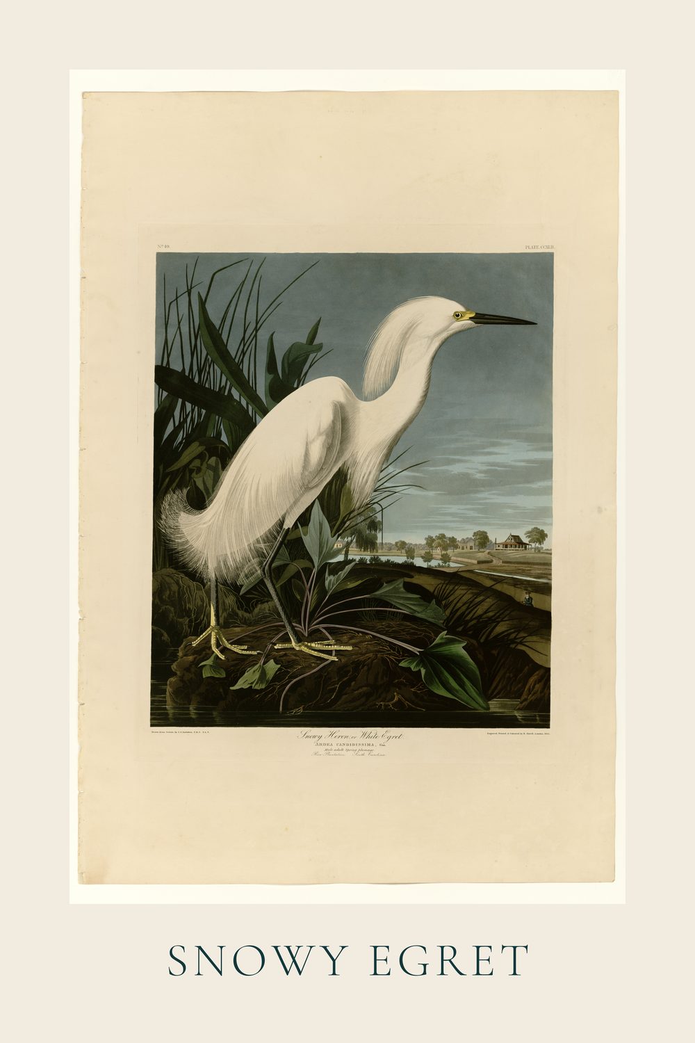 Snowy Egret