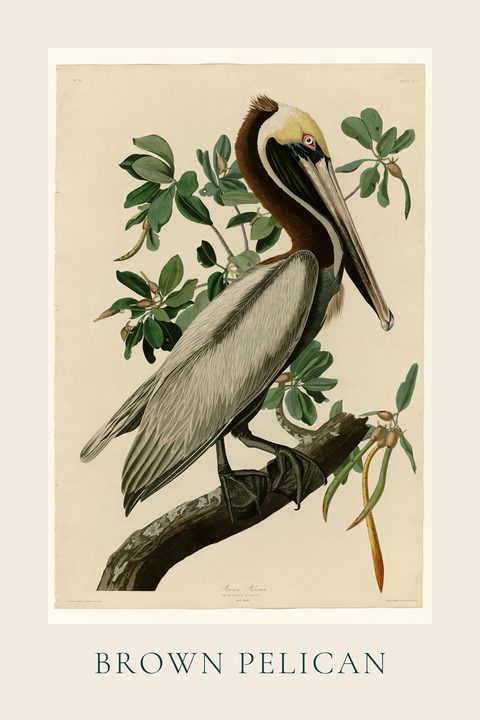Brown Pelican