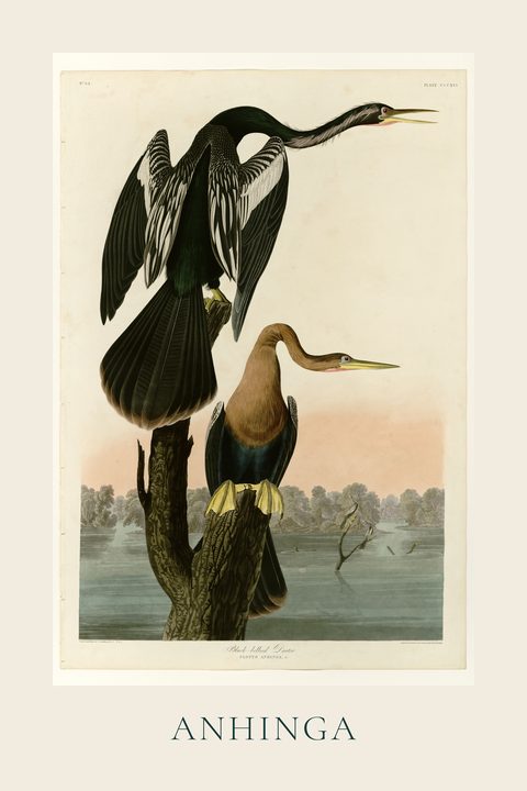 Anhinga