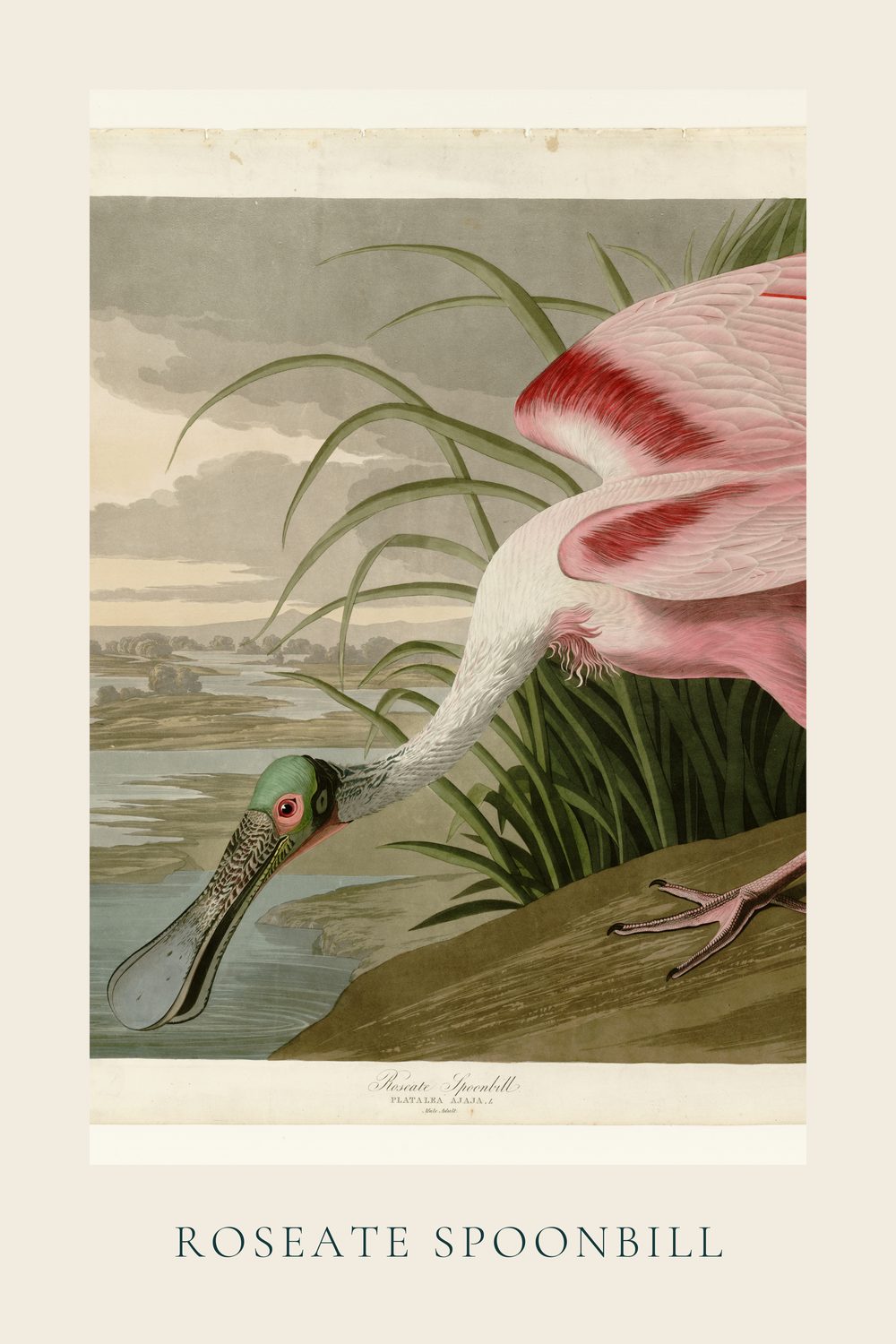 Roseate Spoonbill