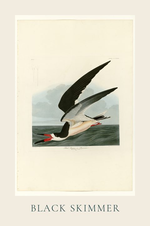 Black Skimmer