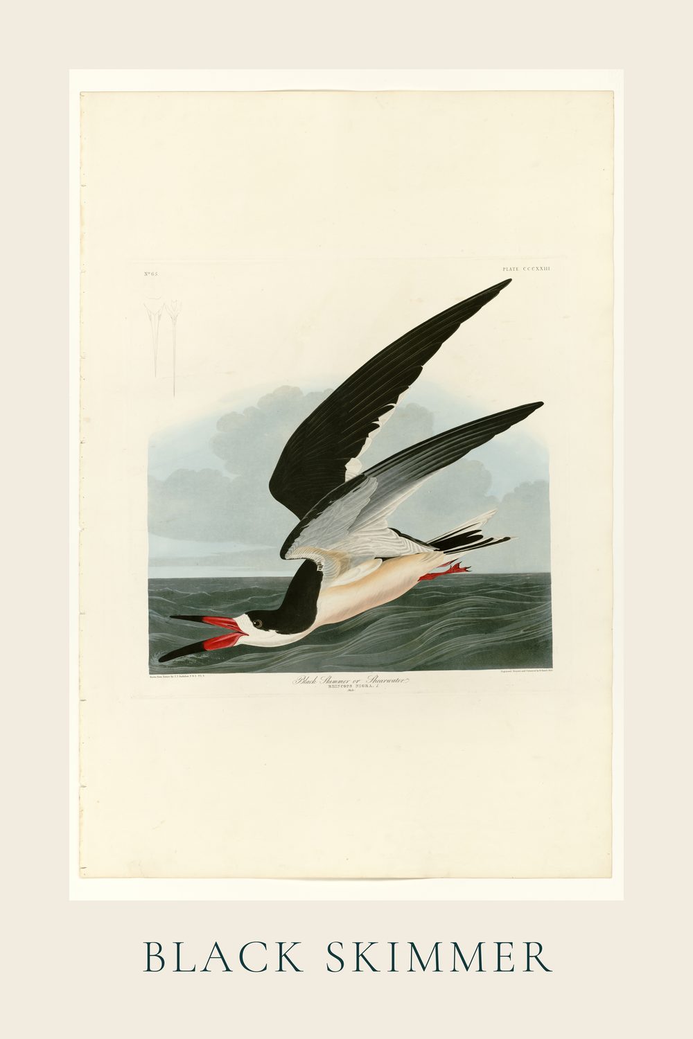 Black Skimmer