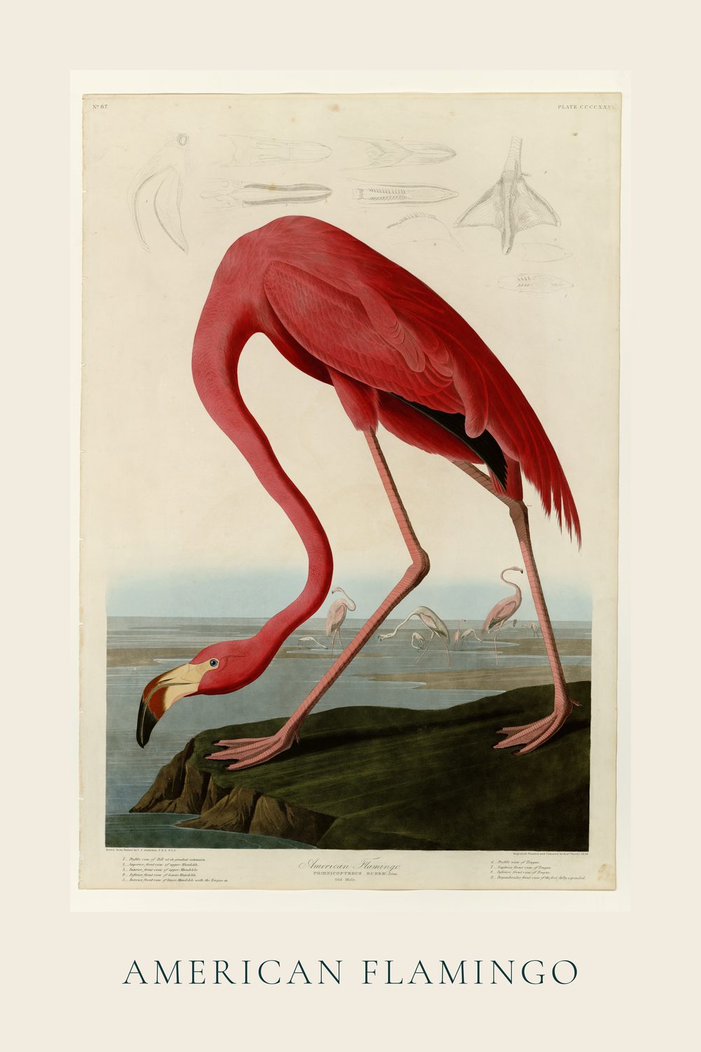 American Flamingo